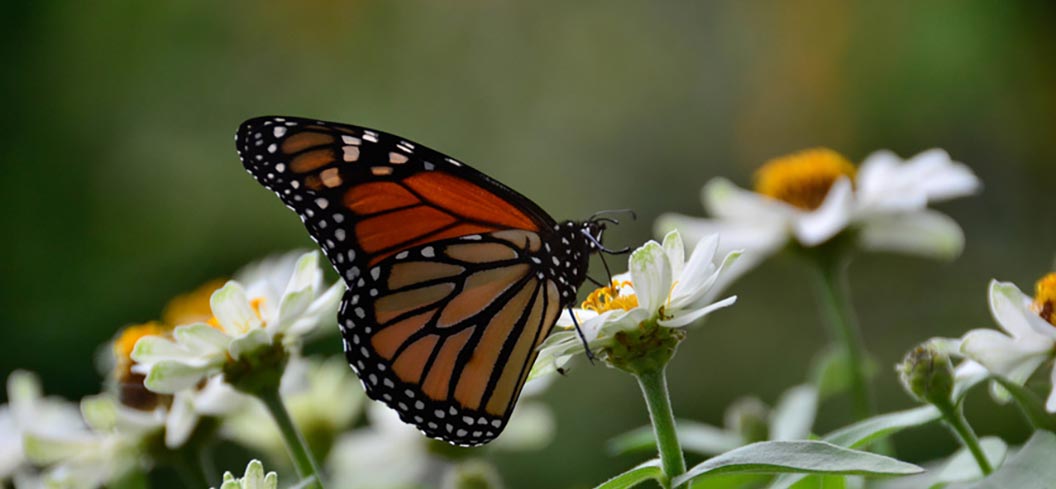 The art of healing comes from nature, not from the physician